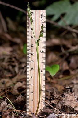 Plant form with ruler for scale